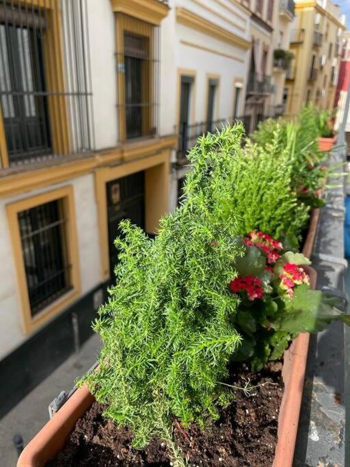 Apto Junto Catedral Y Maestranza 塞维利亚 外观 照片